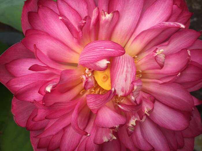 Testimonial Background