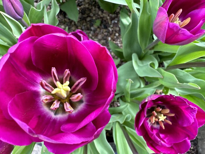 Testimonial Background