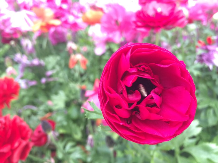 Testimonial Background