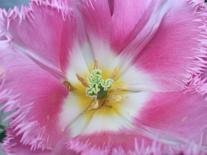 Testimonial Background