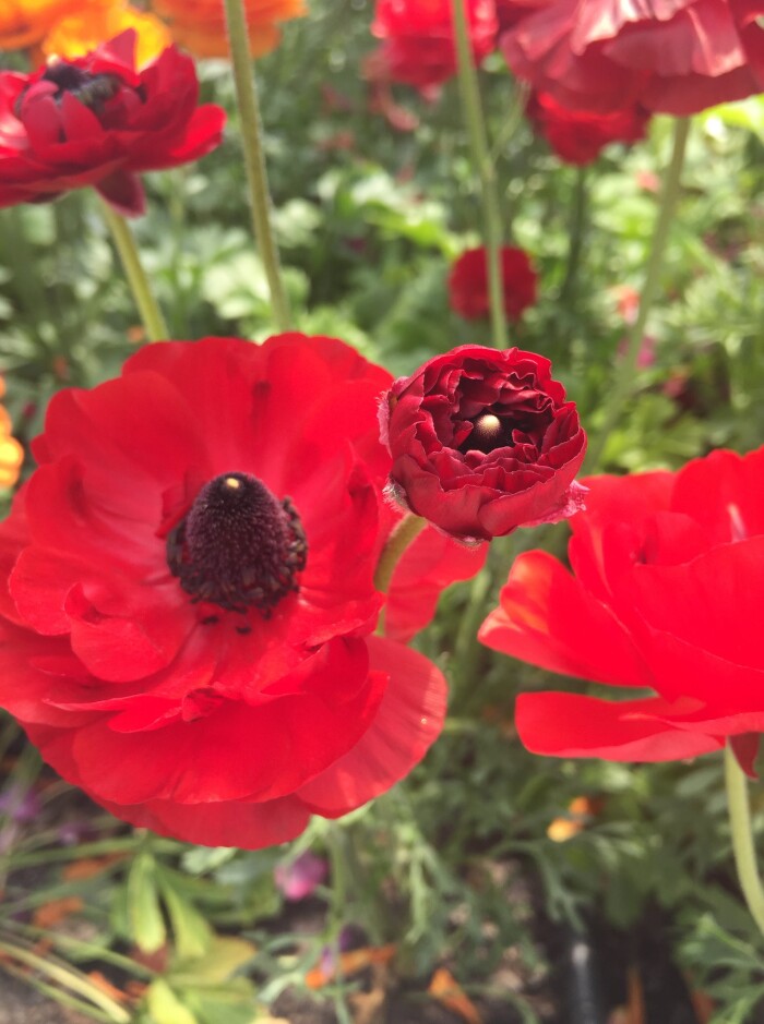 Testimonial Background