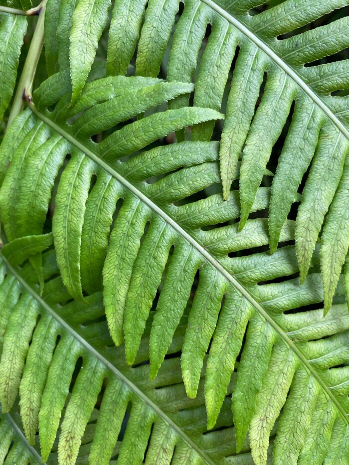 Testimonial Background