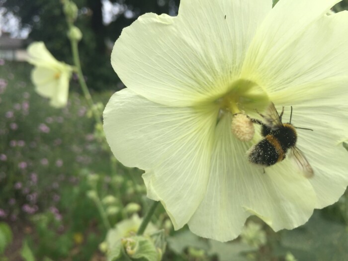 Testimonial Background