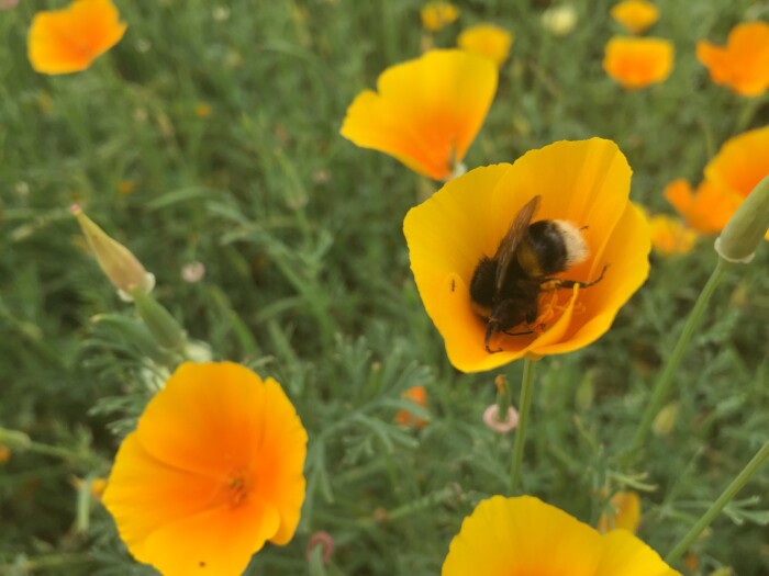 Testimonial Background